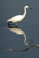 Little egret Bassin d'Arcachon